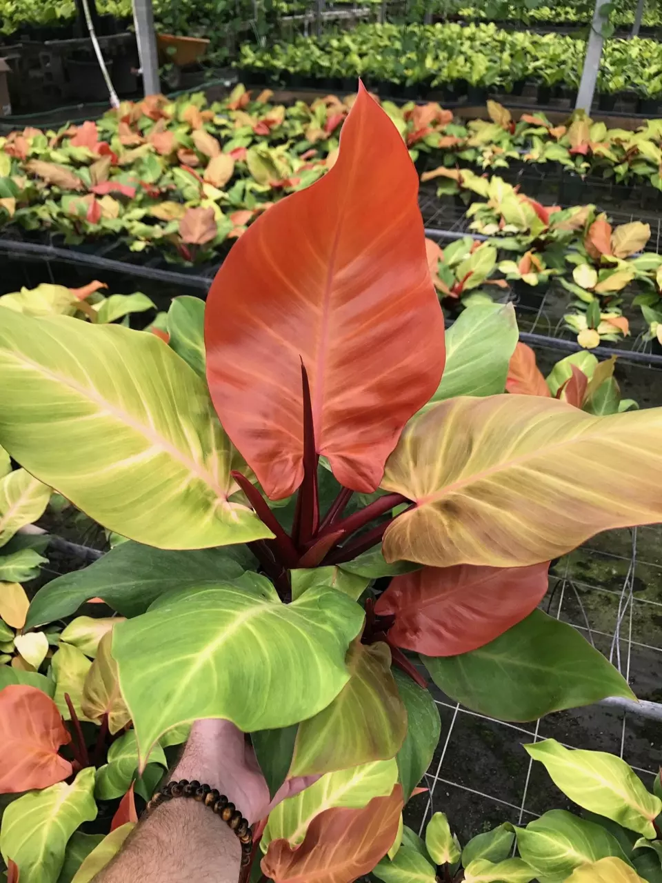 plant/Philodendron mccolleys finale starter plant growers choice-0