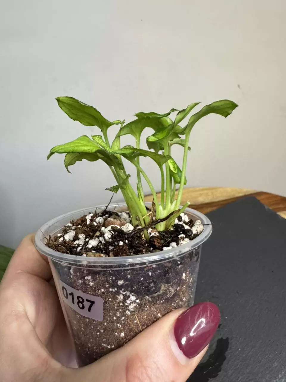 plant/Syngonium Red Yami (187)-1