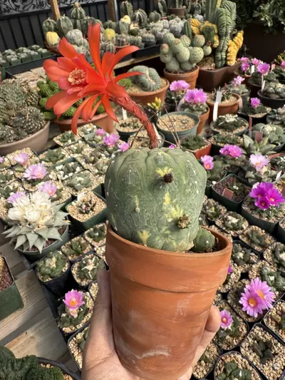 plant/Matucana Madisonorium seed grown slightly variegated-3-thumbnail