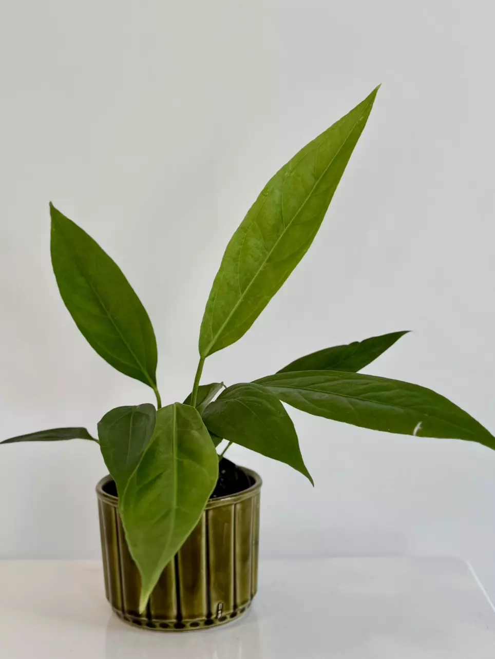 plant/4” Anthurium ‘Big Bill’-2