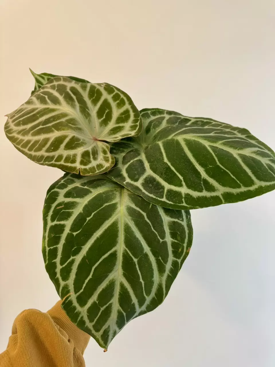 plant/5” Anthurium ‘Silver Tiger’ x (RC x Dorayaki)-0