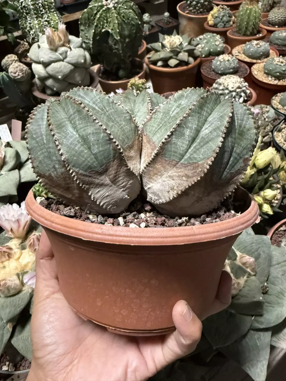 plant/Euphorbia Obesa cluster 6" pot (shipped with some soil)-1