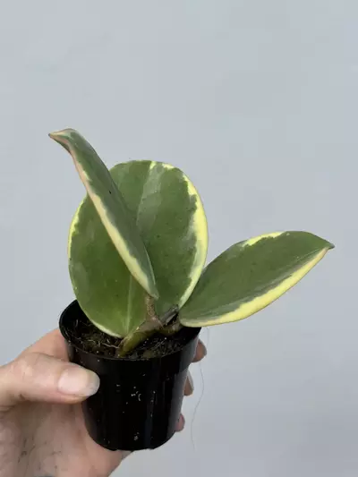 plant/Hoya Pachyclada Albo-1-thumbnail