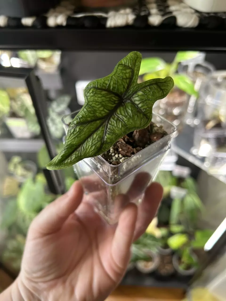 plant/Alocasia Jacklyn-0