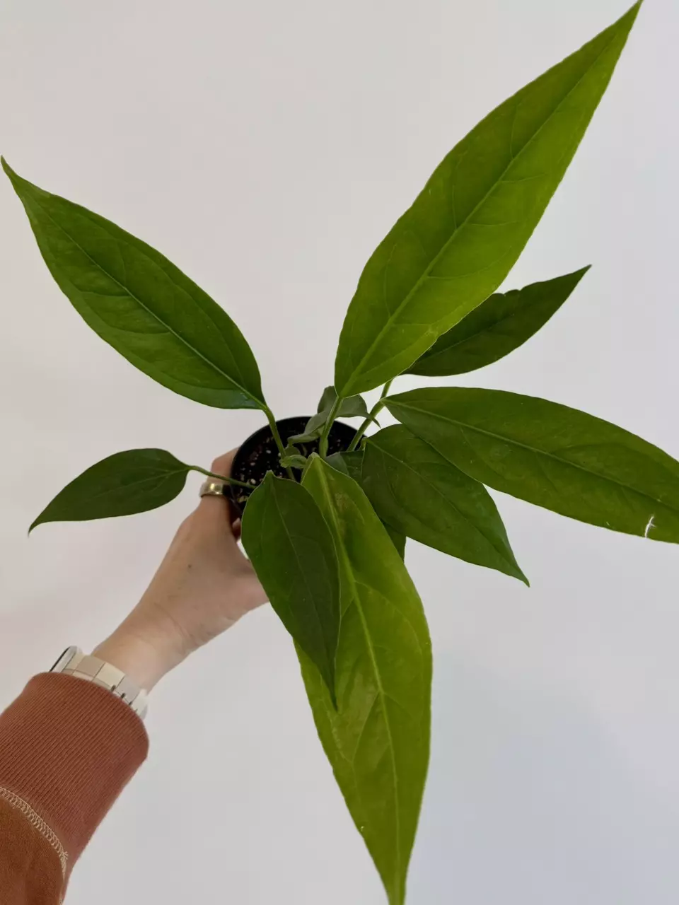 plant/4” Anthurium ‘Big Bill’-0