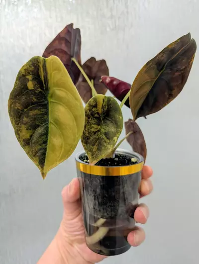 plant/Gold Latte Cuprea-0-thumbnail