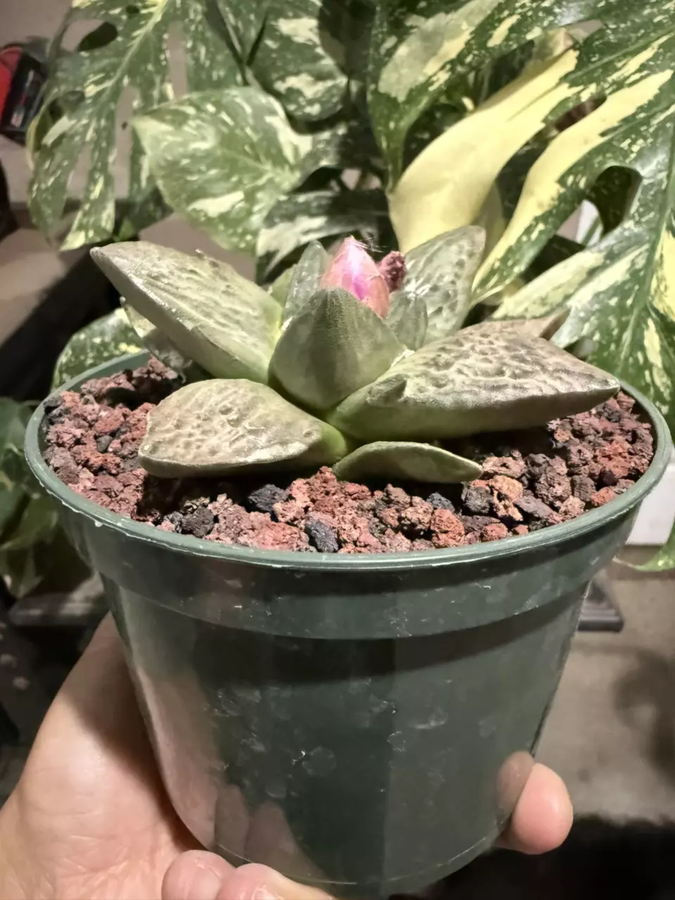plant/Ariocarpus Retusus seed grown 5" pot-1