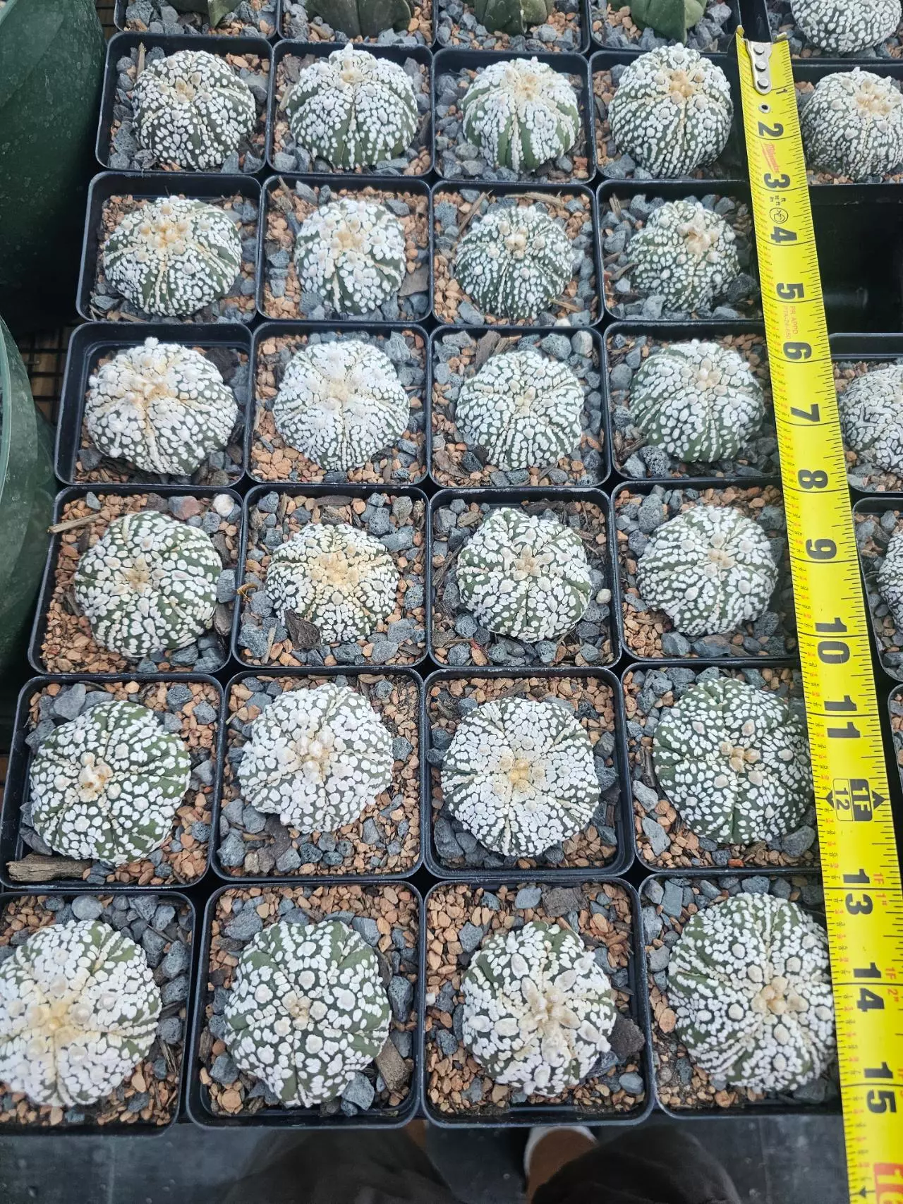 plant/Astrophytum asterias 'Super Kabuto' x 'Fukuryu' Growers Choice-0