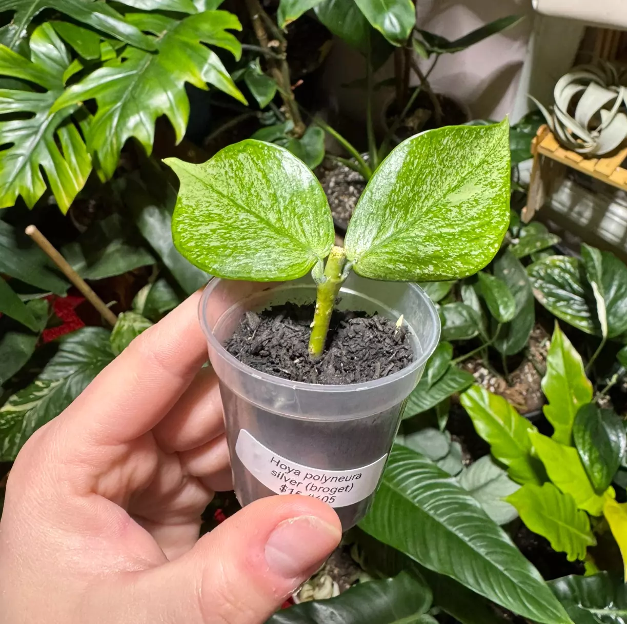 plant/Hoya Polyneura Silver-0
