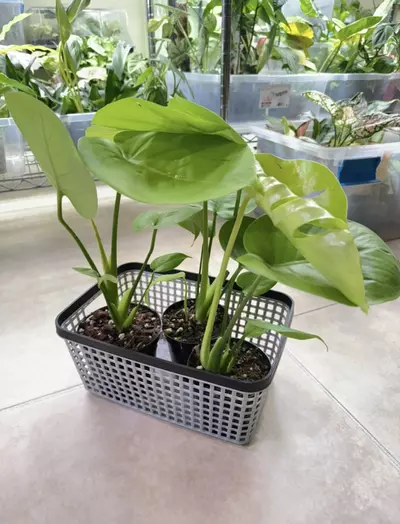 plant/Monstera lemon lime 7378-0-thumbnail