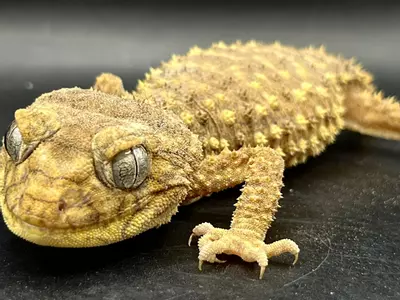 plant/Nephrurus amyae Pair 1.1.-1-thumbnail