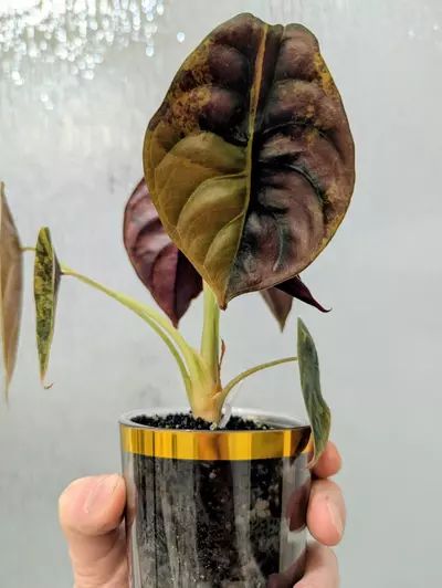 plant/Gold Latte Cuprea-2-thumbnail