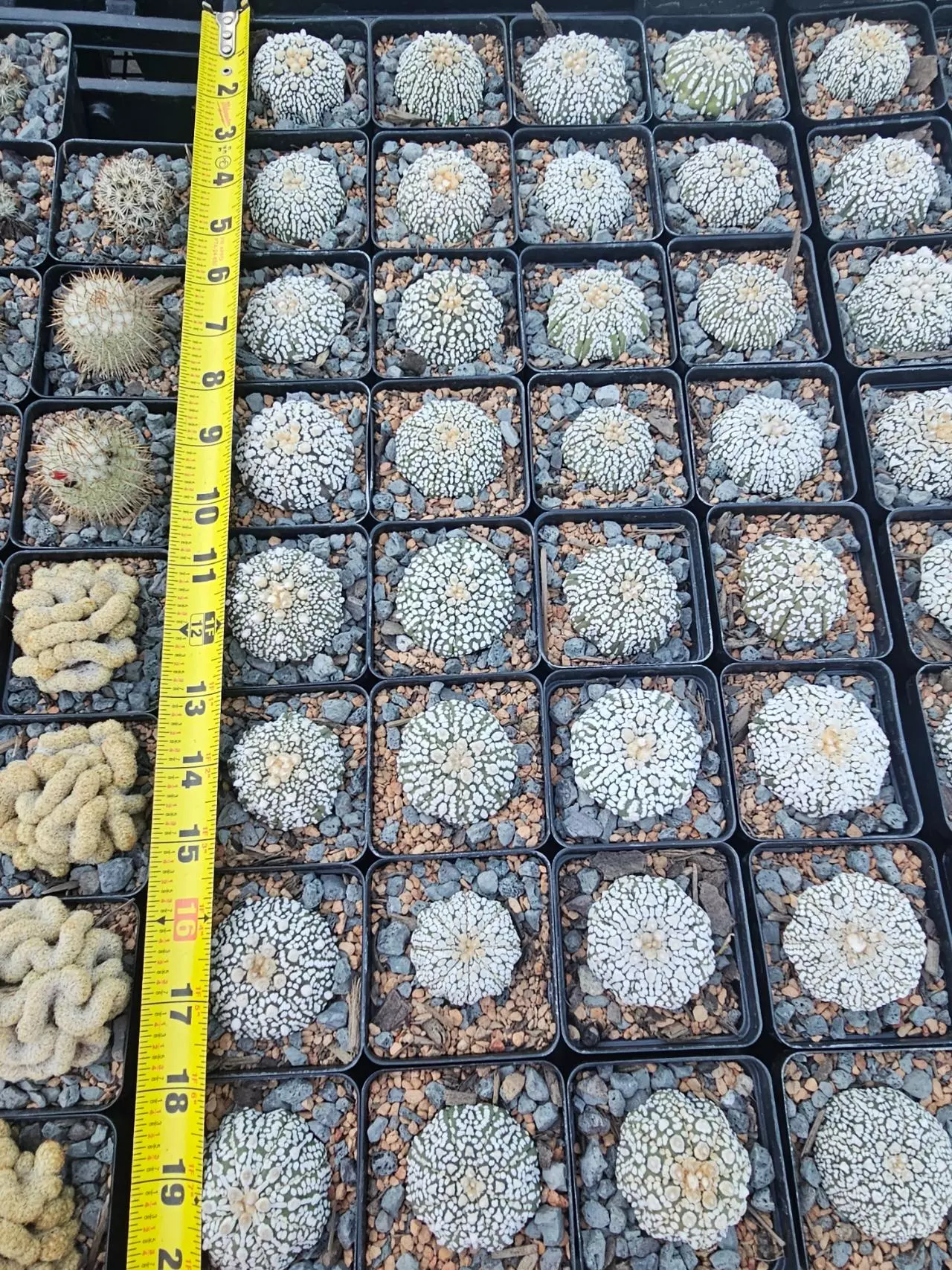 plant/Astrophytum asterias 'Super Kabuto' Growers Choice-0