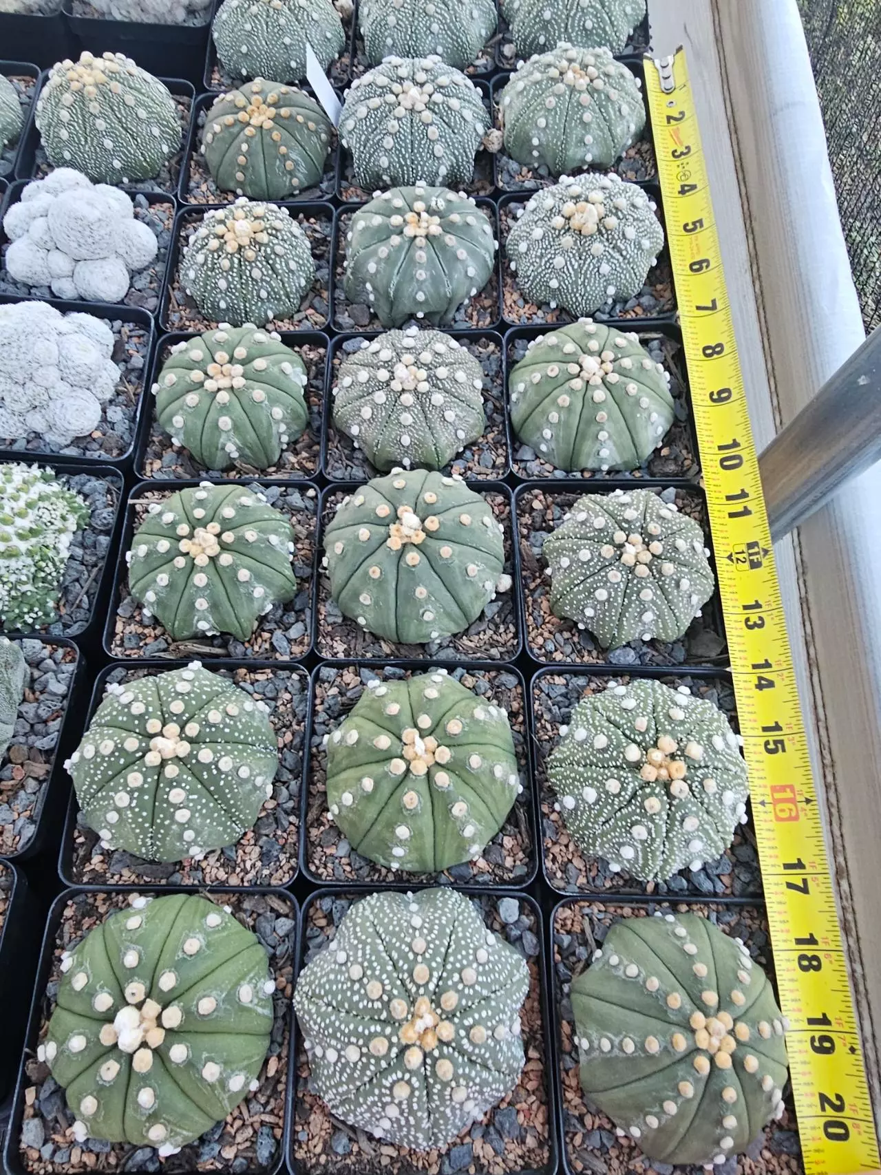plant/Astrophytum asterias Growers Choice-0