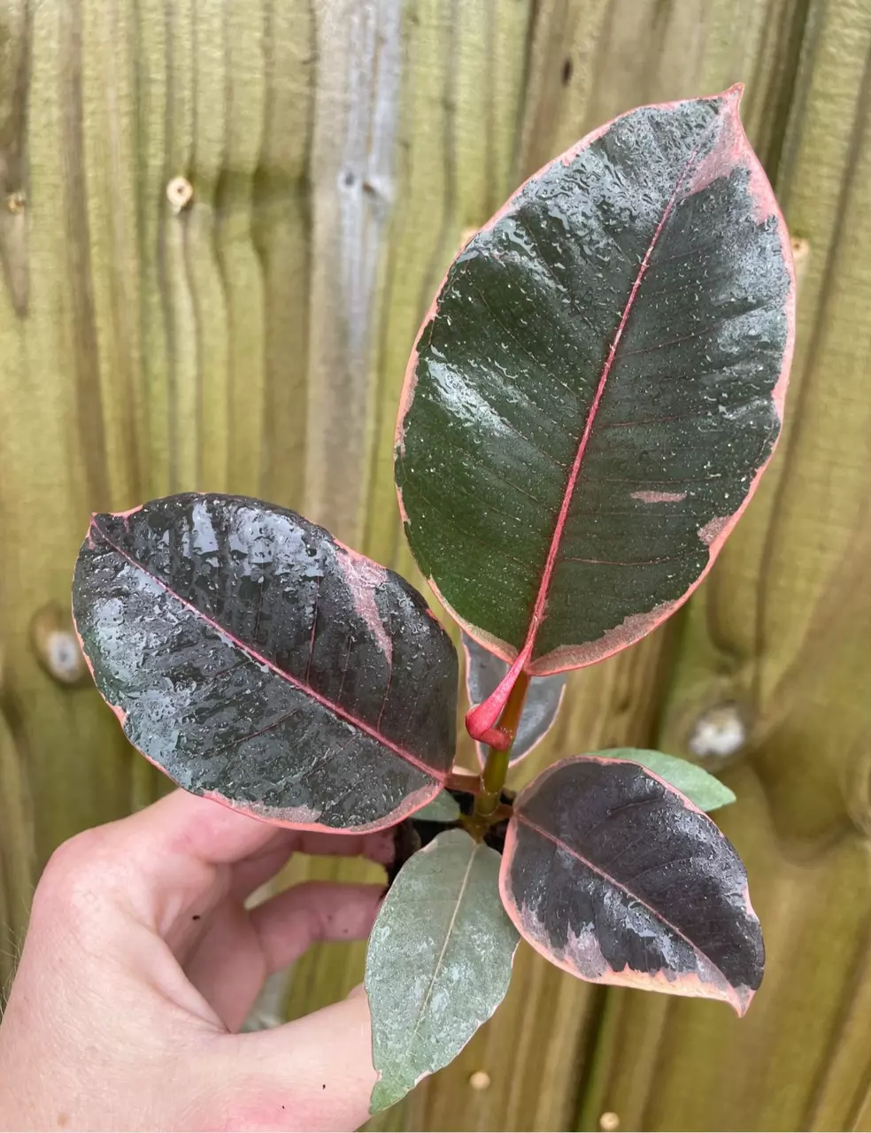 plant/Ficus ruby starter plant growers choice-1