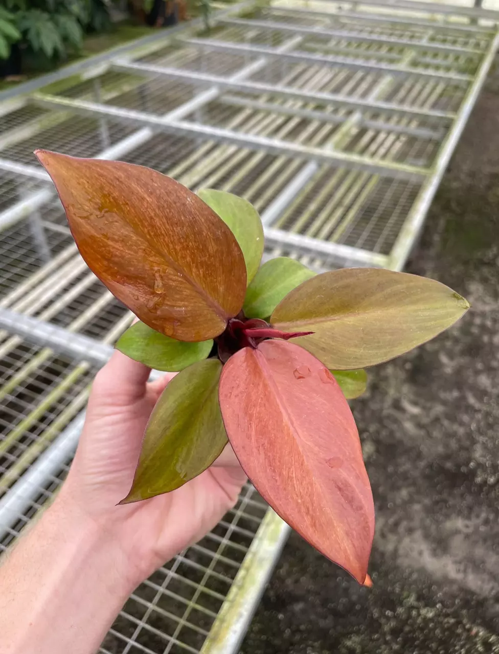 plant/Philodendron mccolleys finale starter plant growers choice-1