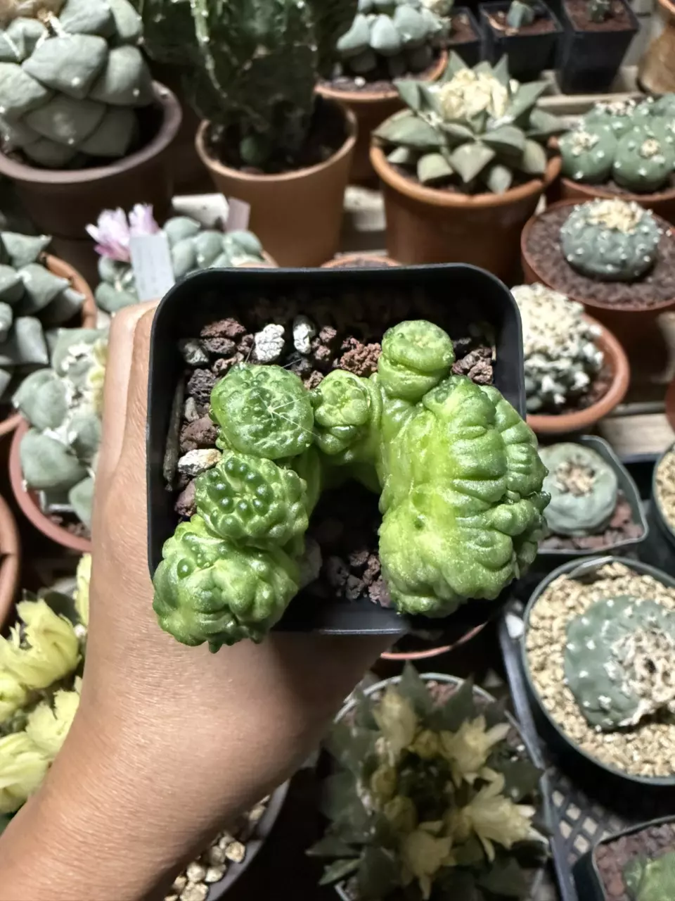 plant/Mammillaria Bocasana cv Fred 2.25" pot-0