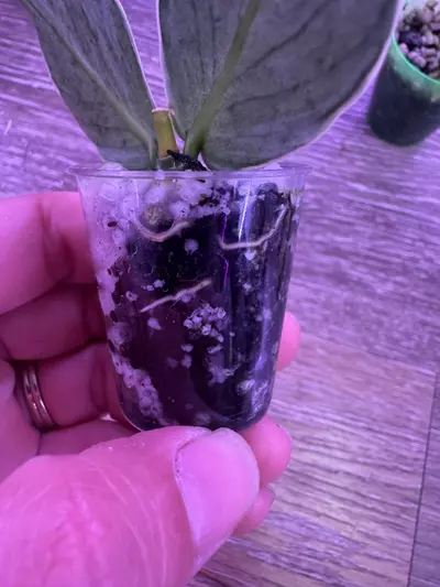 plant/Hoya Polyneura Jasminka-1-thumbnail