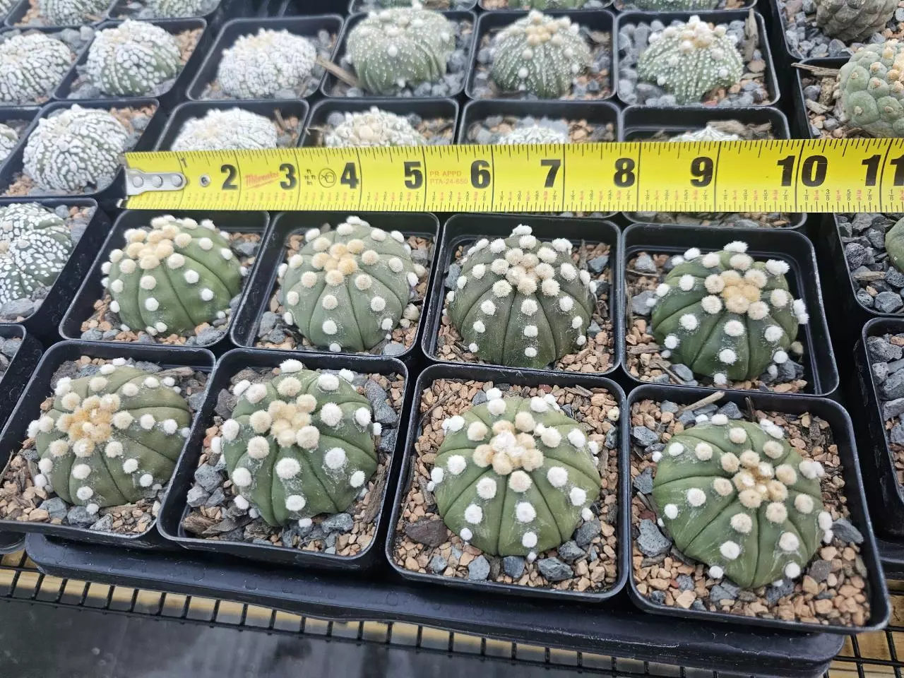 plant/Astrophytum asterias 'Ooibo' Growers Choice-0