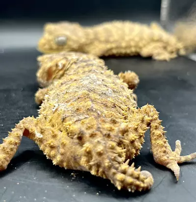 plant/Nephrurus amyae Pair 1.1.-2-thumbnail