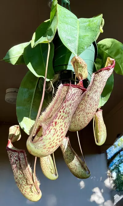 plant/Miranda Pitcher Plant - Carnivorous Hanging Plant in 8'' Pot-0-thumbnail