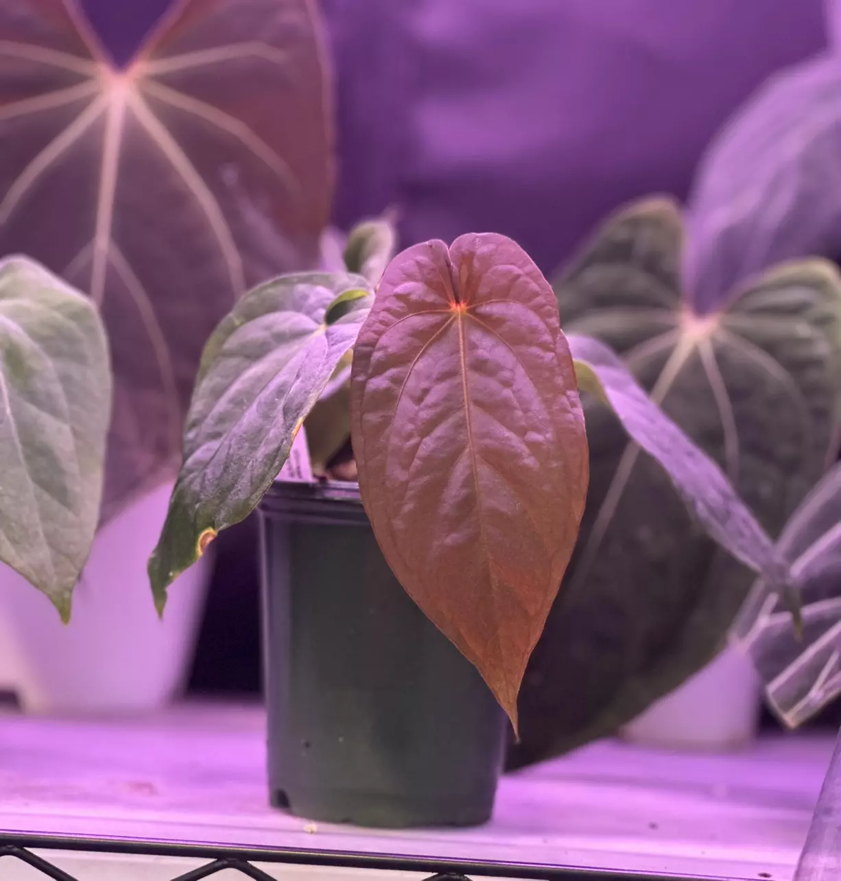 plant/Anthurium dress oliver x bvep felix-1