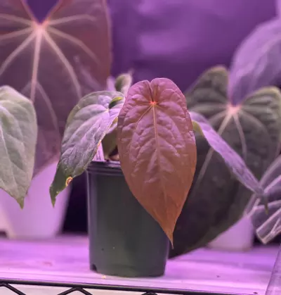 plant/Anthurium dress oliver x bvep felix-1-thumbnail