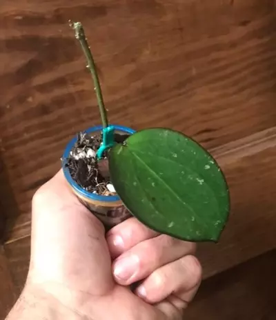 plant/Stunning Hoya sp. Da Lat Round Leaf Fresh Unrooted Cutting-1-thumbnail