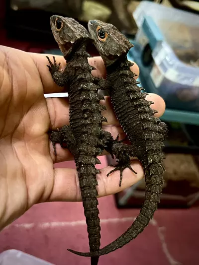 plant/Captive Bred Red Eye Croc Skink Pair 1.1.-0-thumbnail