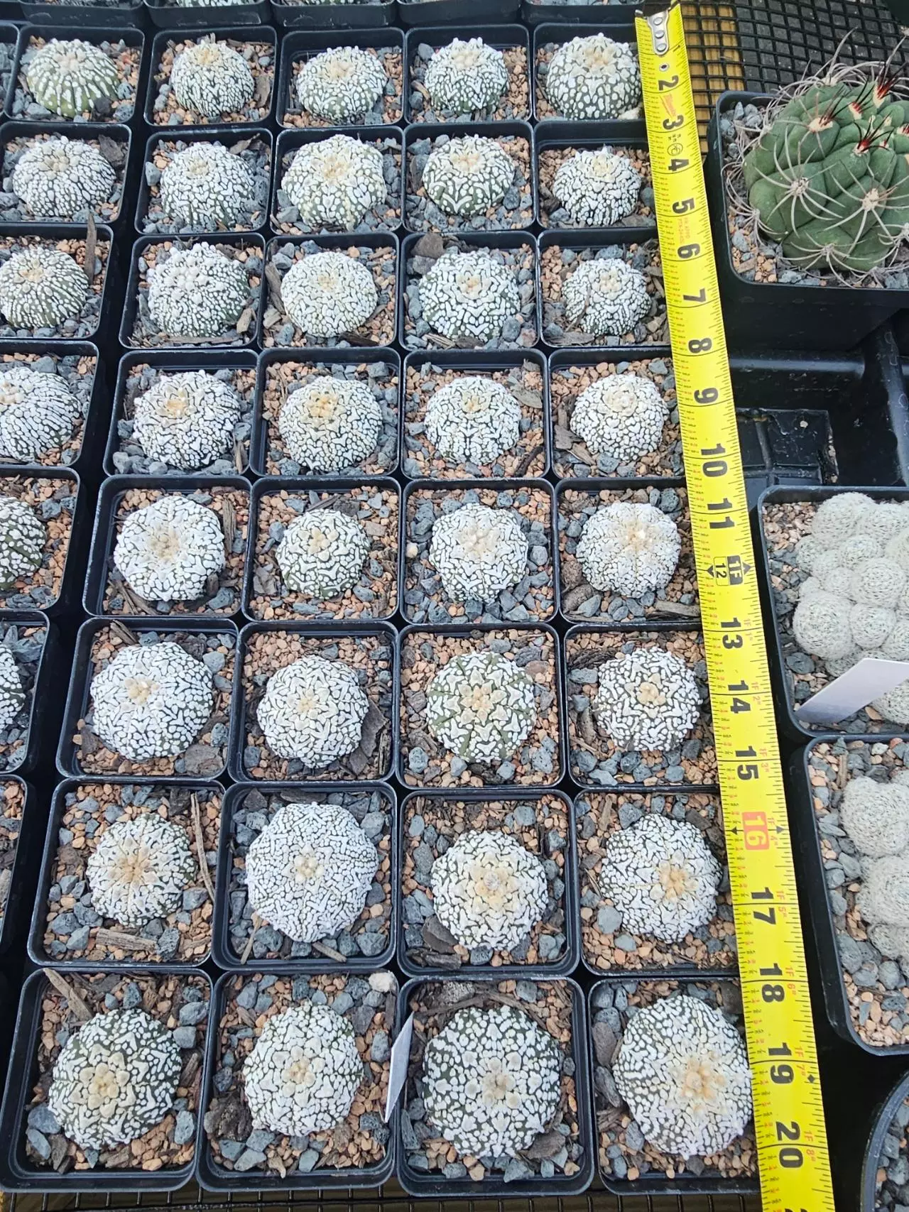 plant/Astrophytum asterias 'Super Kabuto' V type.-0