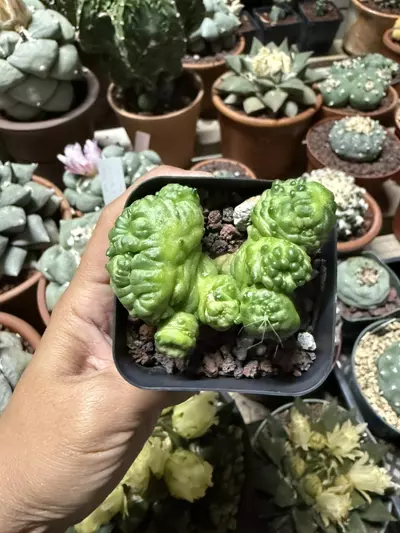 plant/Mammillaria Bocasana cv Fred 2.25" pot-2-thumbnail