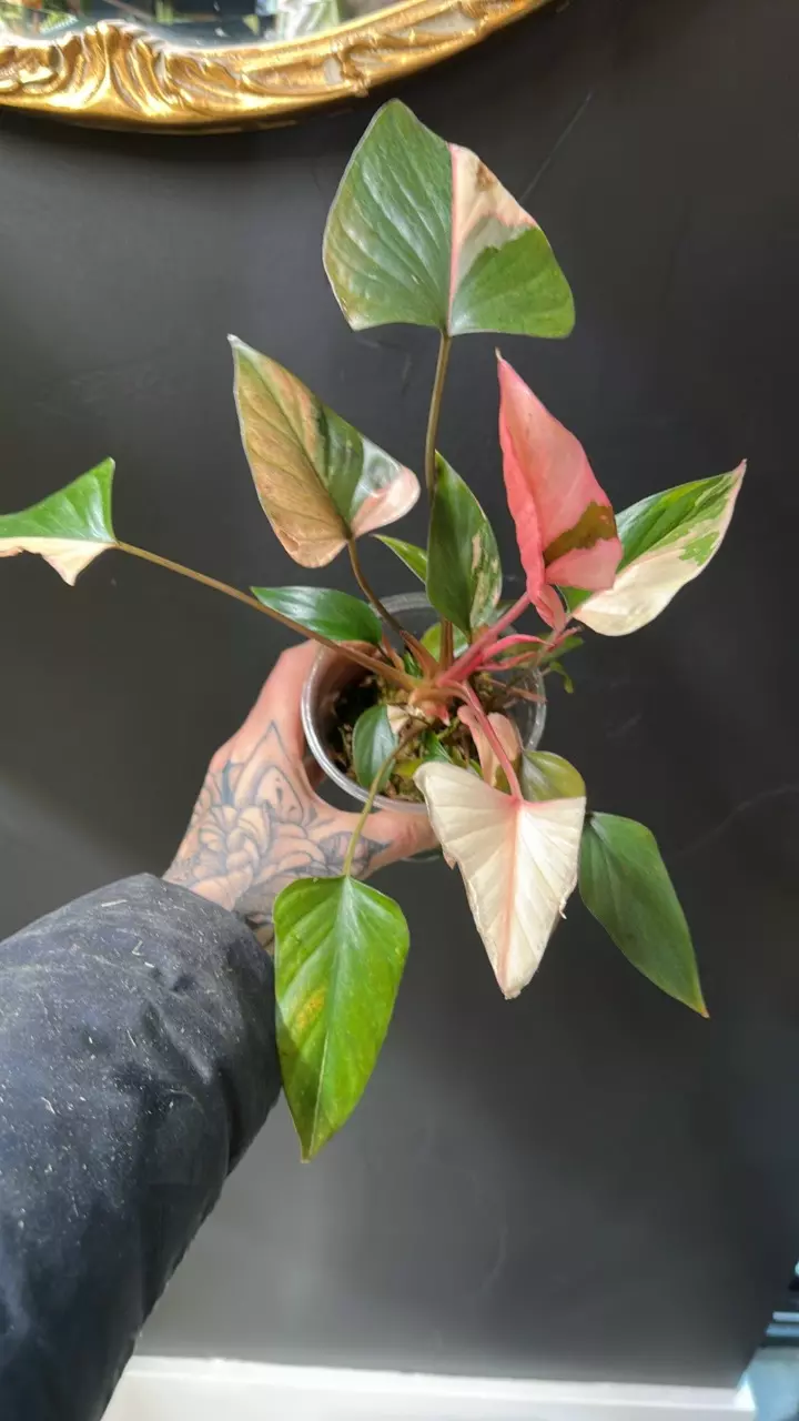 plant/Homalomena Pink Diamond-0