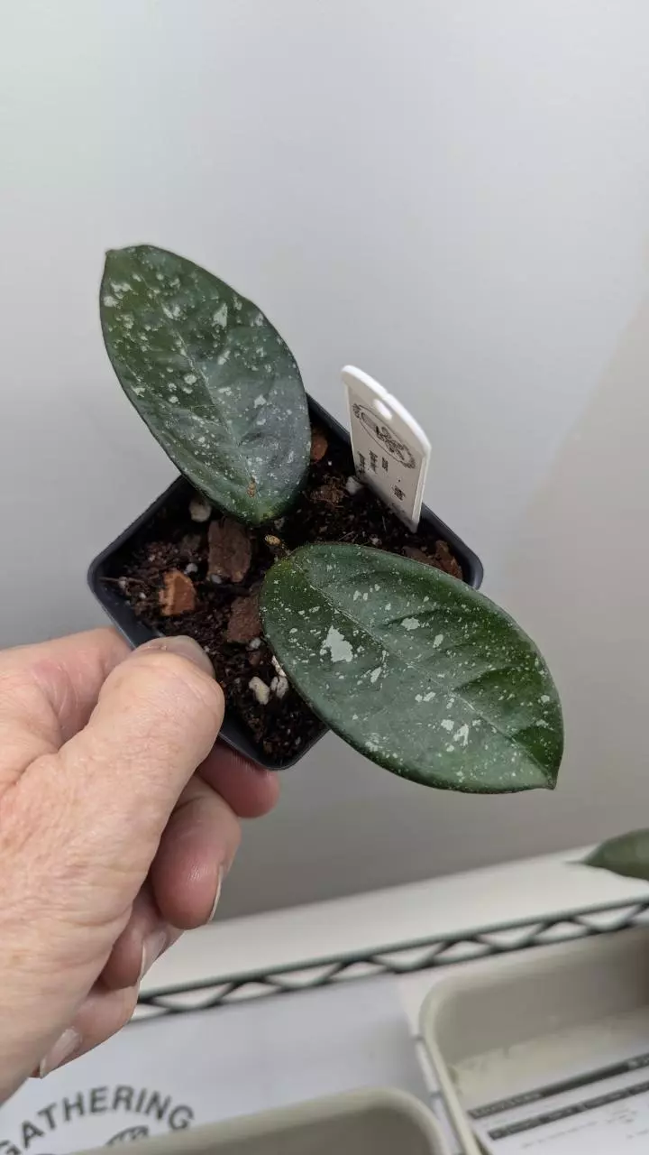 plant/Hoya carnosa 'Dalton Henry'-0