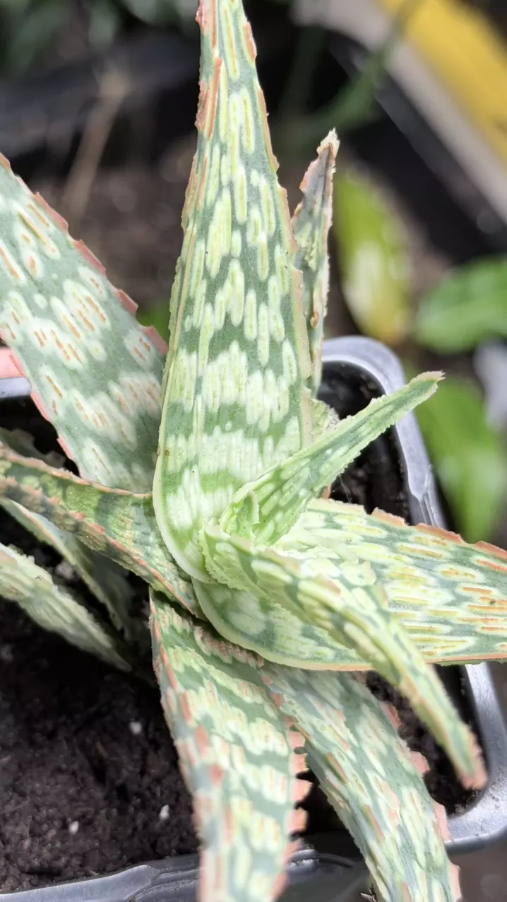 plant/Aloe ‘Pink Thing’ Succulent-0