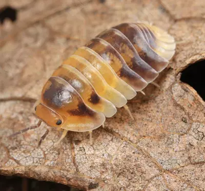 plant/Amber Panda Isopod 5ct-0-thumbnail