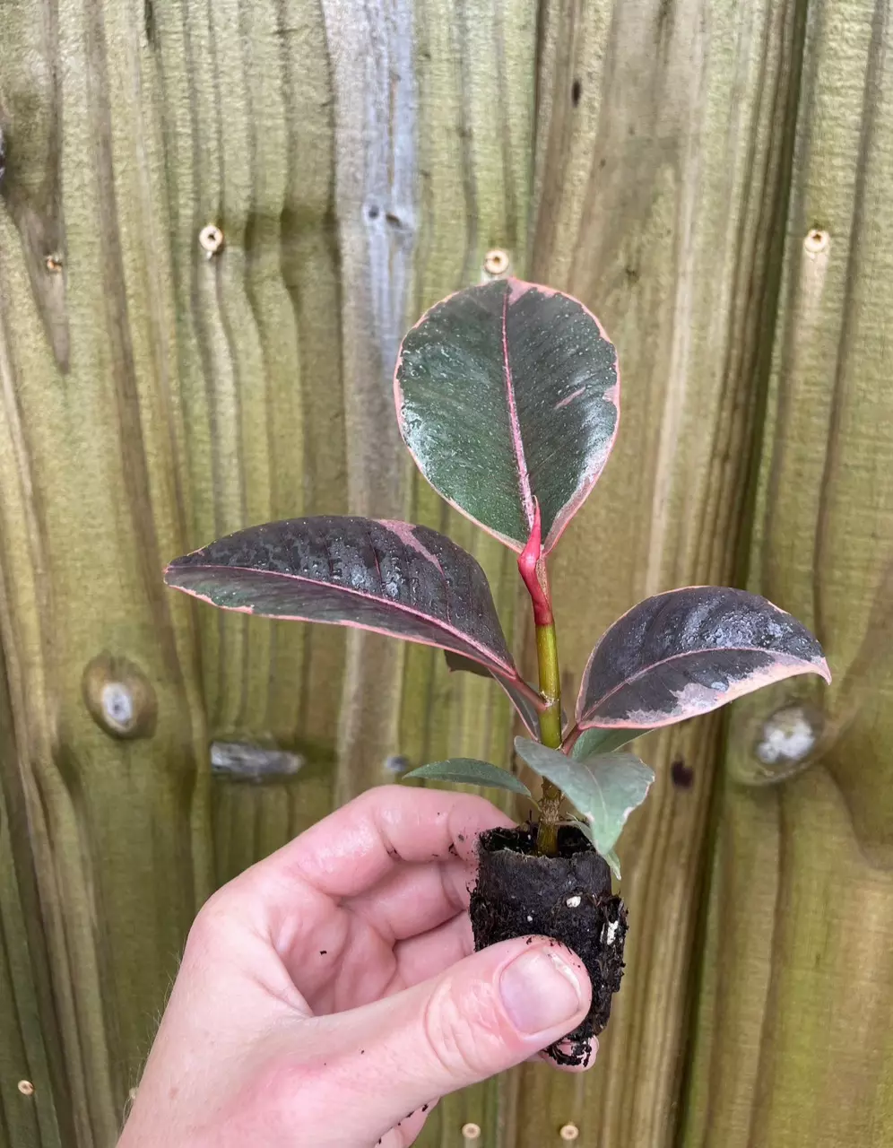 plant/Ficus ruby starter plant growers choice-3