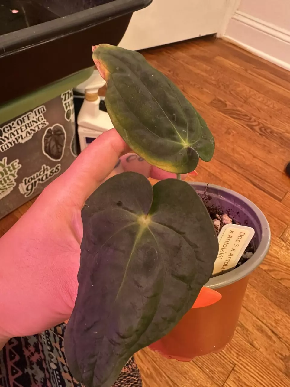 plant/Anthurium Doc 5 antolakii x antolakii-1