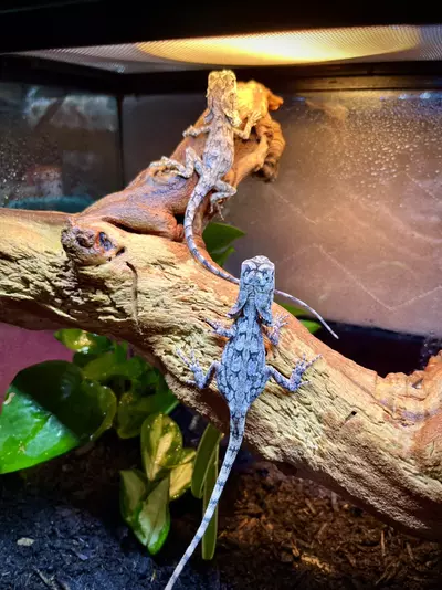 plant/Australian Frilled Dragons 1.1.-5-thumbnail