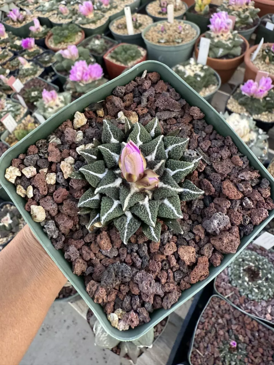 plant/Ariocarpus Ooibo seed grown 3.75" pot-1