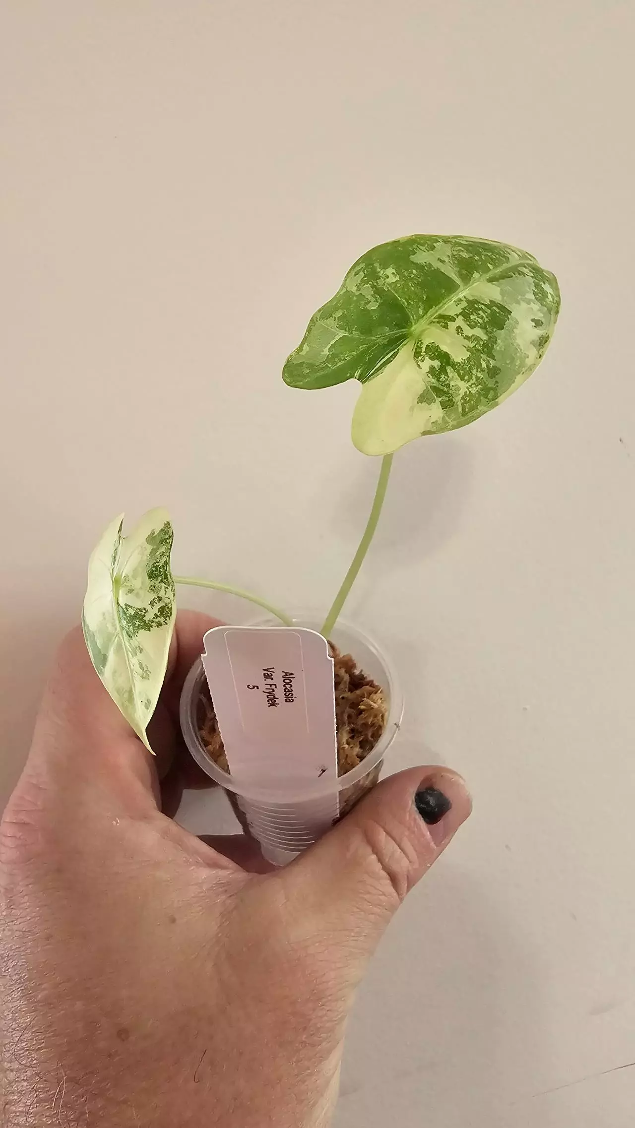 plant/Alocasia Variegated Frydek (#5)-1