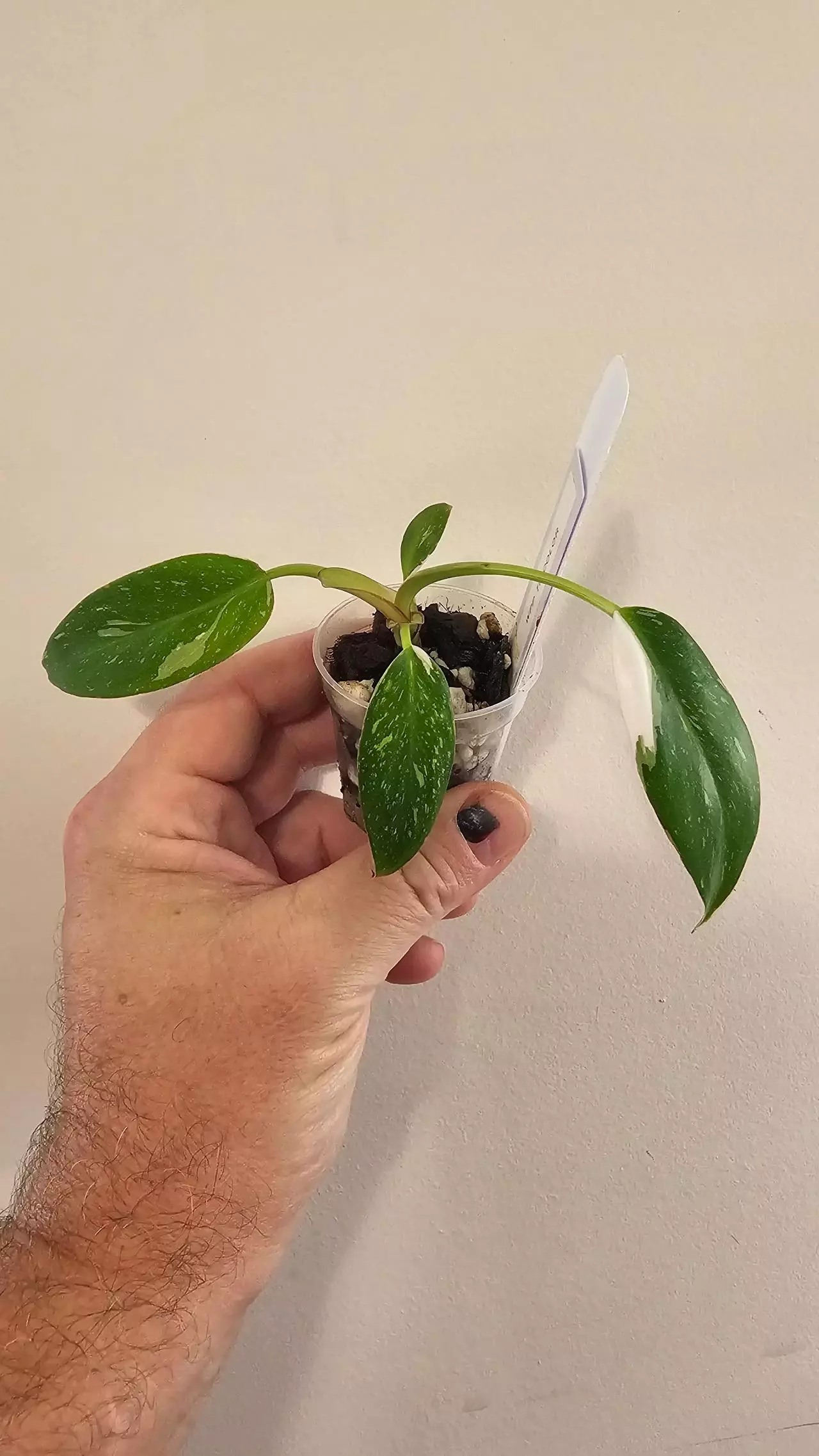 plant/Philodendron White Princess Tricolor-0