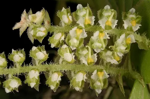 plant/#6 Omnithocephalus Bicornis-0