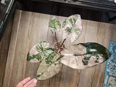 plant/Yucatan Pink Princess CORM-0-thumbnail