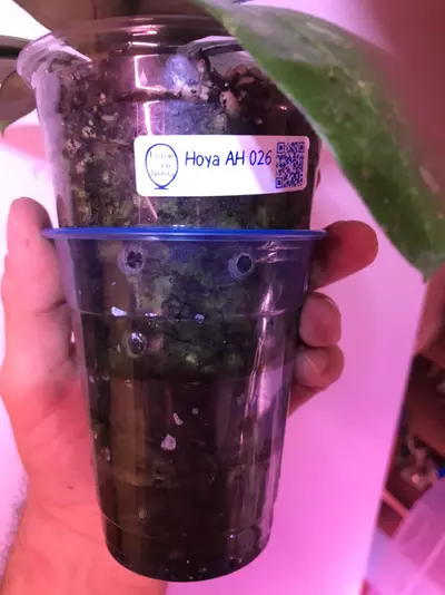 plant/Hoya AH 026 MILF😂💯multiple well rooted plants and some freshly rooted cuttings🔥-3-thumbnail
