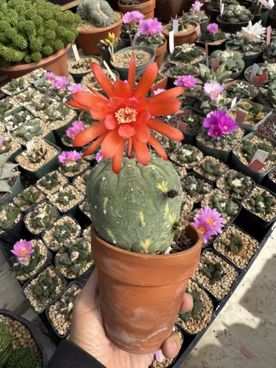 plant/Matucana Madisonorium seed grown slightly variegated-0-thumbnail