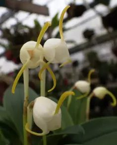 plant/#9 Masdevalia Celenites -0