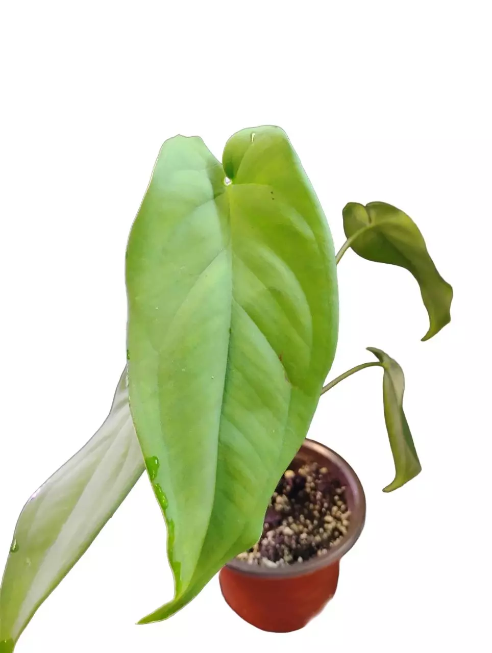 plant/Syngonium macrophyllum-0