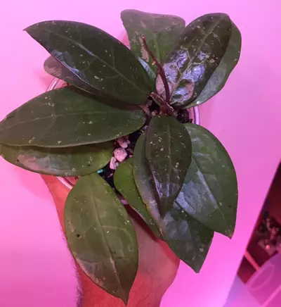plant/Hoya AH 026 MILF😂💯multiple well rooted plants and some freshly rooted cuttings🔥-2-thumbnail