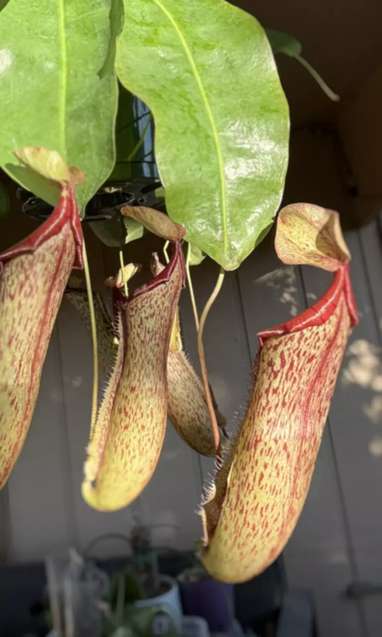 plant/Miranda Pitcher Plant - Carnivorous Hanging Plant in 8'' Pot-1