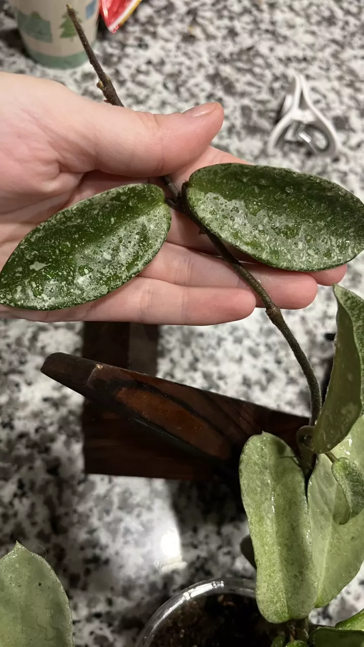 plant/Hoya nova ghost-1